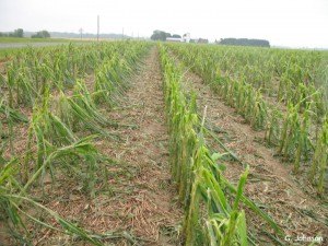 Hail Damaged Corn Crop makes it important in properly evaluating crop hail insurance.