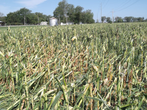 Hail Damaged Corn Shows Why Crop Insurance Matters at Ag Risk Management & Insurance of Apache Oklahoma image