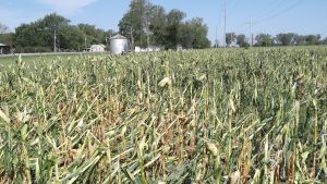 Hail Damaged Corn Shows Why Crop Insurance Matters at Ag Risk Management & Insurance of Apache Oklahoma image