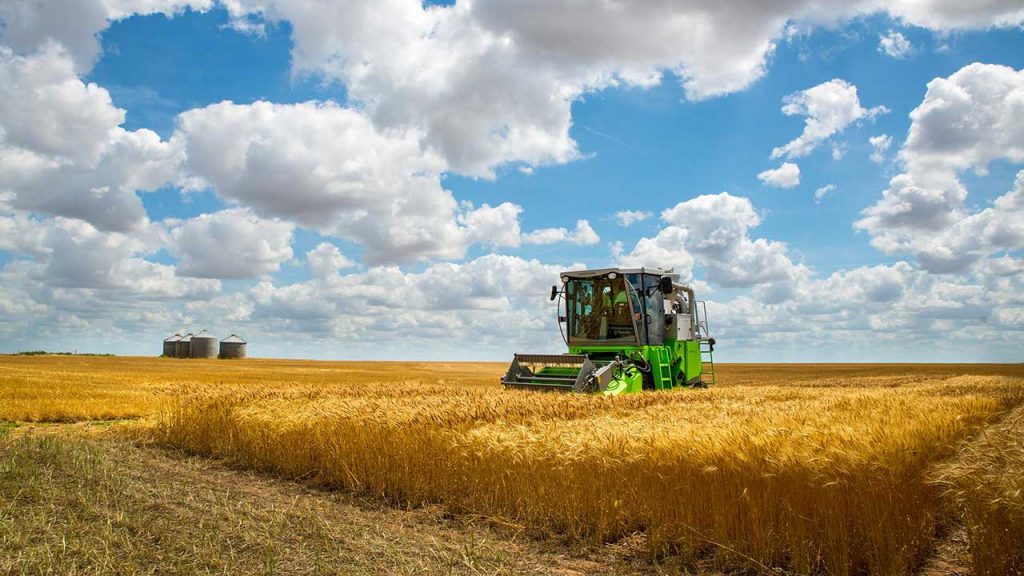 Contact Ag Risk Management and Insurance for wheat multi-peril insurance featured image