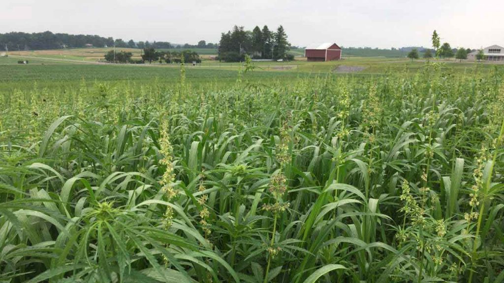 USDA Risk Management Admnistration Offers Hemp Crop Insurance in 2020 featured article image