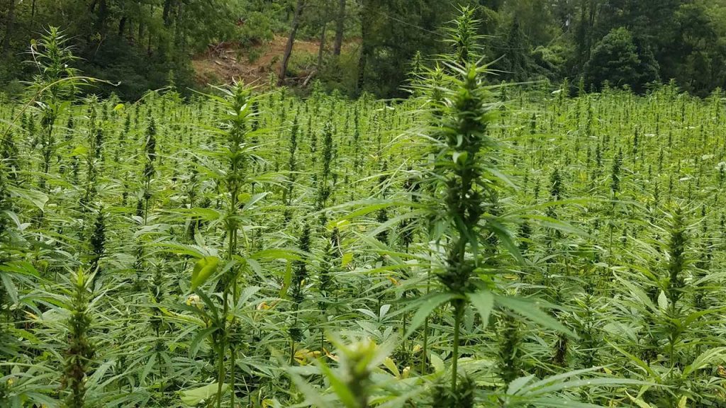 USDA Risk Management Administration now Offers Hemp Crop Insurance in 2020 to farmers in Oklahoma featured article image