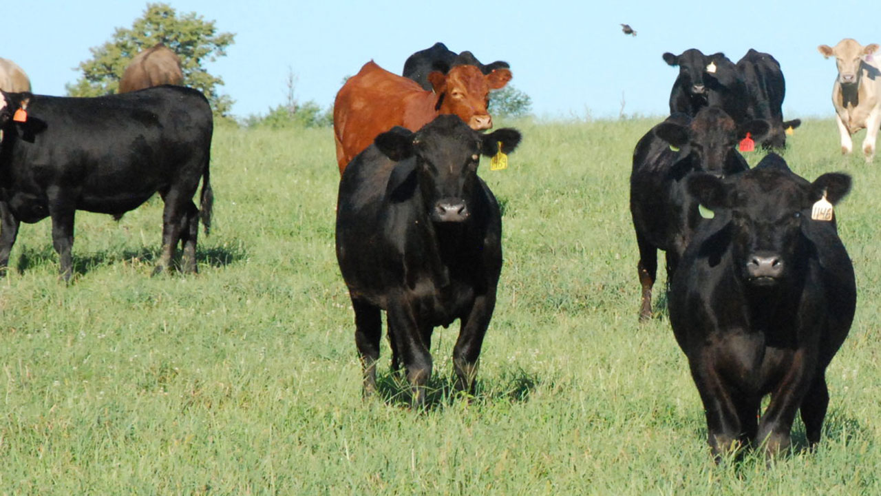 Livestock Risk Protection - Ag Risk Management and Crop Insurance